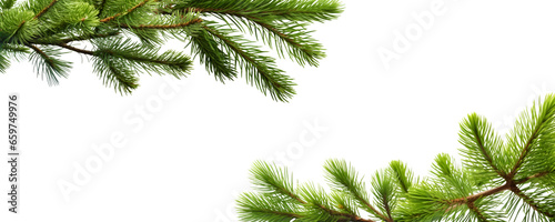pine christmas branches photo