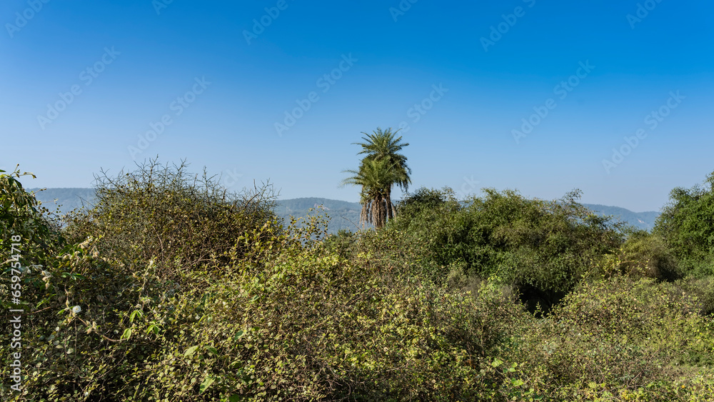 Impenetrable jungle. The thorny branches of the bushes are tightly intertwined. Tall palm trees against a clear blue sky. Mountains in the distance. India. Sariska National Park.