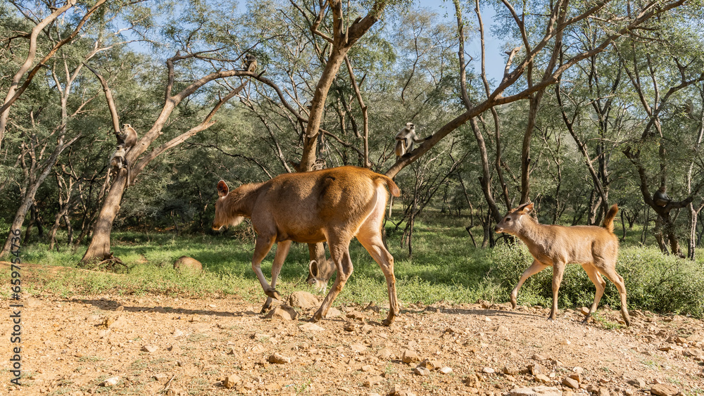 Wild animals came out of the jungle. Mother and baby Indian deer sambar rusa unicolor walk on the side of a dirt road. The board is hiding in the grass. Langurs monkeys were sitting on the branches