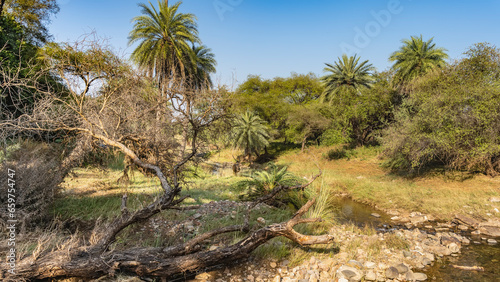 Jungle landscape. In the thickets of bushes and palm trees, by the stream, there is a beautiful Indian deer sambar rusa unicolor with long horns. Fallen logs in the foreground. Blue sky. India. 