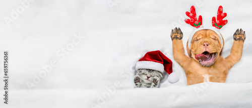 Happy Mastiff puppy dressed like santa claus reindeer Rudolf lying with cozy kitten under white blanket at home. Top down view. Empty space for text