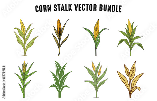 Corn Stalks Vector illustration Bundle, Set of Stem and grains of corn tree on a white background