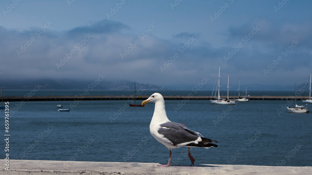 Seagull at the Bay