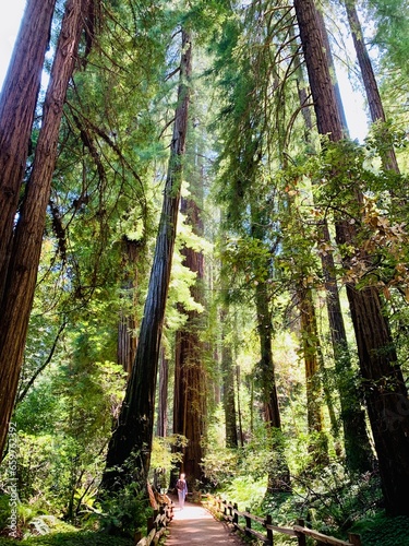 Quadro su tela Muir Woods National Monument
Mill Valley, California, USA