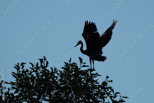Great Blue Heron silhouetted in a tree at sunset photo
