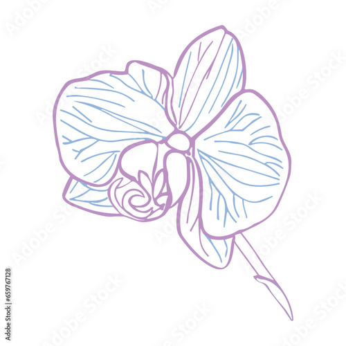 Orchid tropical flower head. Vector hand drawn illustration in pastel for design of card or invite  logo