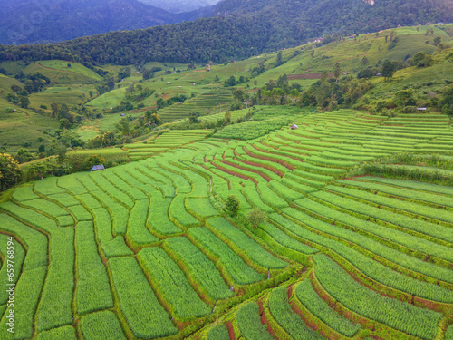 Deep green Terraced Rice Field in Chiangmai, Thailand, Pa Pong Piang rice terraces, green rice paddy fields during rain season