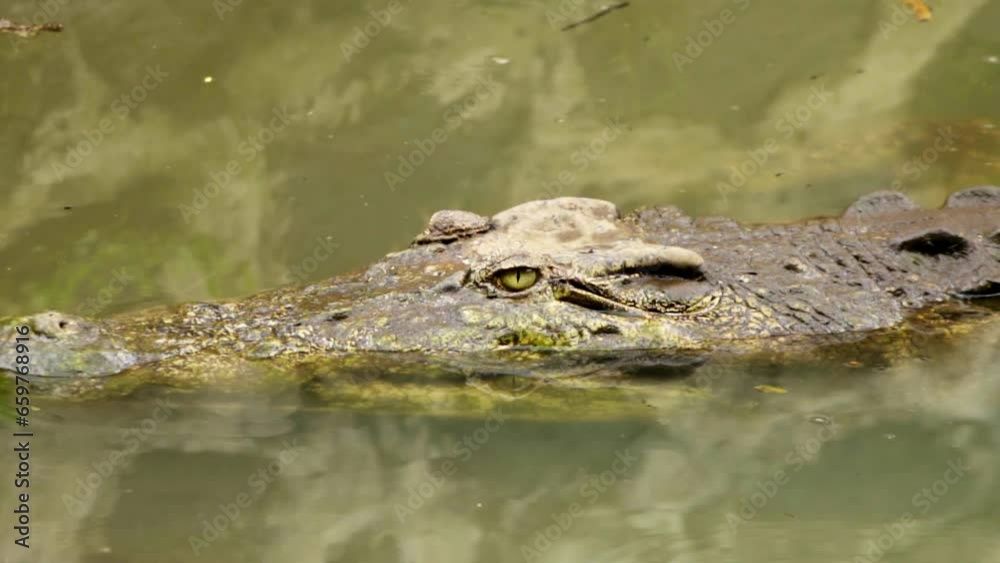 Static closeup of crocodile laying in wait on murky water surface scanning the horizon Static closeup of crocodile laying in wait on murky water surface scanning the horizon