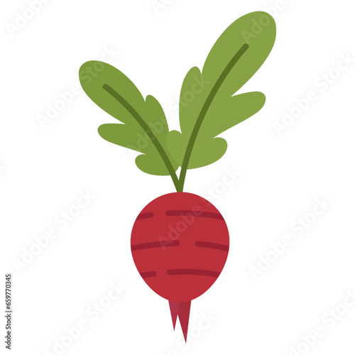 sweet potato. tuber plant