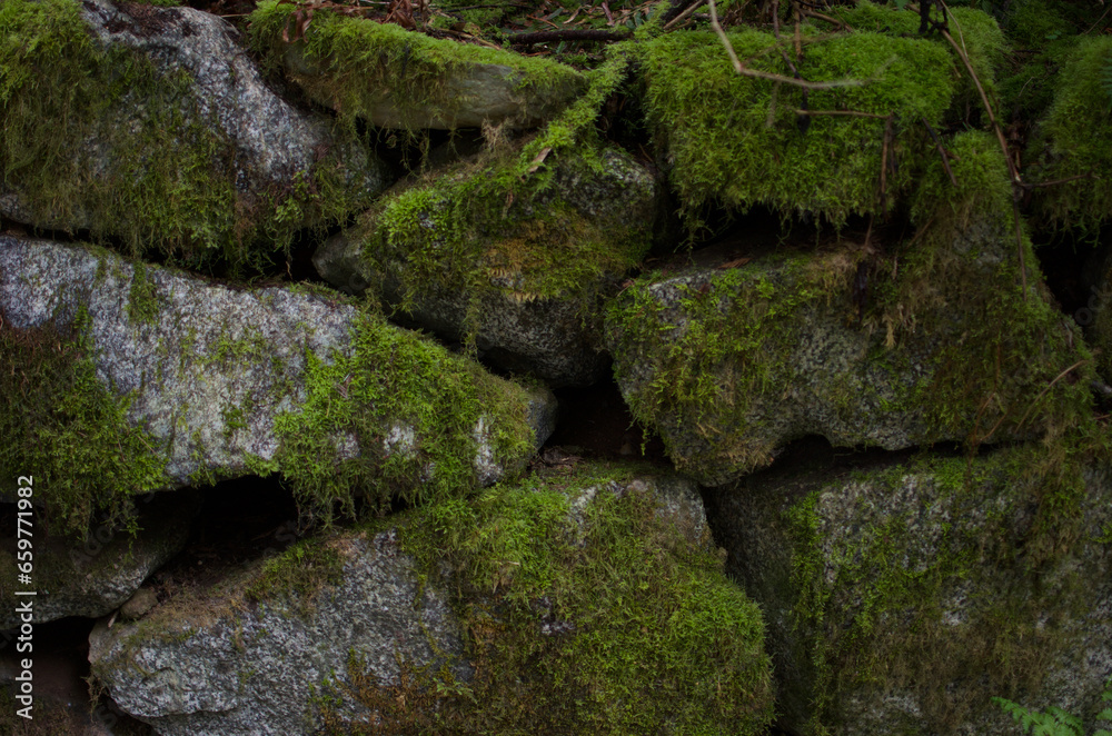 moss on stones