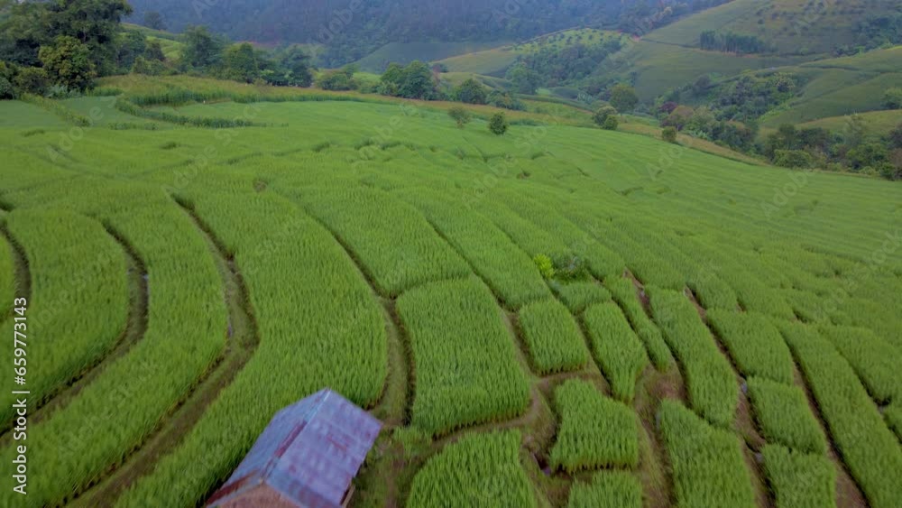 Terraced Rice Field in Chiangmai, Thailand Pa Pong Piang, green rice field with small farm hut during a foggy sunrise Terraced Rice Field in Chiangmai, Thailand Pa Pong Piang, green rice field with small farm hut during a foggy sunrise