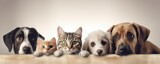 Dogs and Cats, peeking over the clear solid white top line, petshop banner, happy, smile, funny. Generative AI image weber.