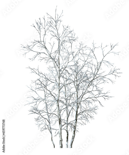 Isolate winter dried tree snow cover on transparent backgrounds 3d rendering png