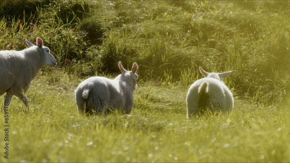 Tracking Shot Of Sheep Roaming Mountain Meadow