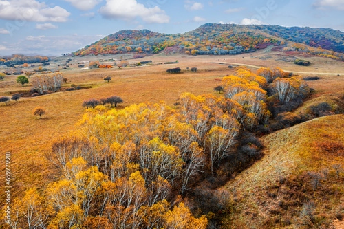 Beautiful grassland nature landscape in autumn. Birch trees and yellow grass in nature park.