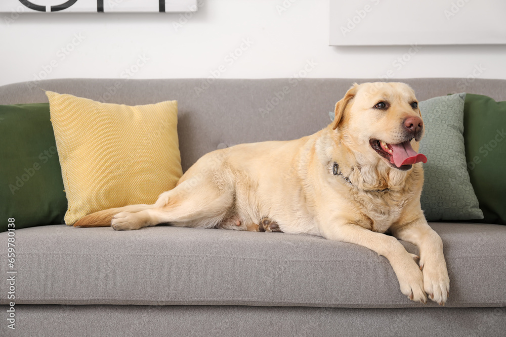 Cute Labrador dog lying on sofa at home Cute Labrador dog lying on sofa at home