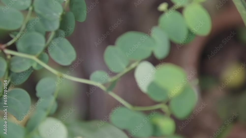 Super zoom on leaves with a blurred background. Circular view Super zoom on leaves with a blurred background. Circular view