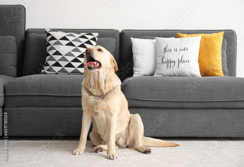 Cute Labrador dog sitting on carpet at home