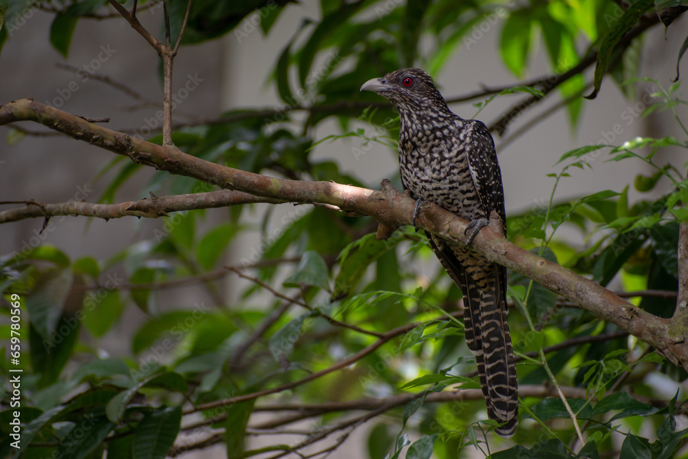 The Asian koel Bird, Sri Lanka. The Asian koel Bird, Sri Lanka.