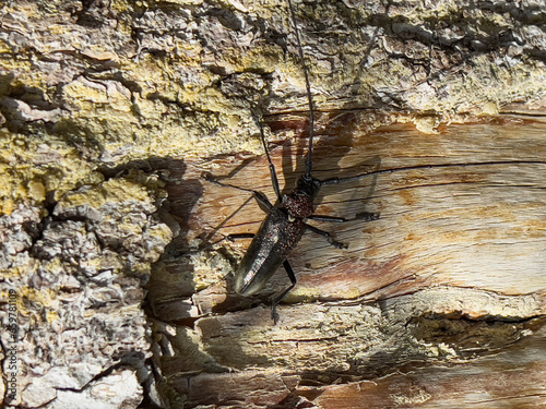 Bark beetle, pest beetle on a tree trunk © Ksu0302