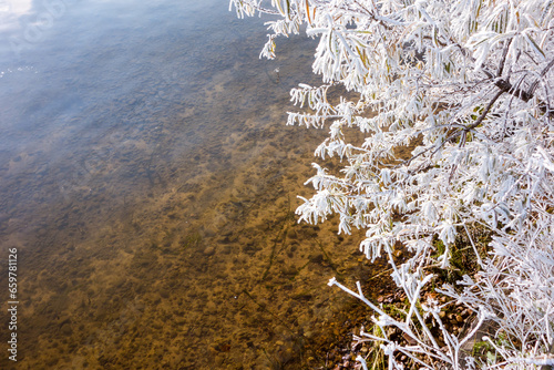 Bushes of sea buckthorn covered with hoarfrost bent over the surface of the water of the Irkutsk reservoir.