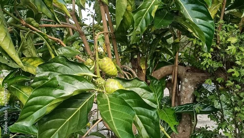 cheese fruit or  great morinda, Indian mulberry, noni, beach mulberry, vomit fruit, awl tree  close up, photo taken in Malaysia photo