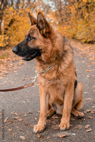 Portrait of a German Shepherd sitting on a leash in an autumn park.