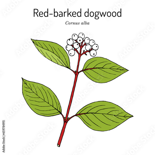 Red-barked, white or Siberian dogwood (Cornus alba), ornamental plant