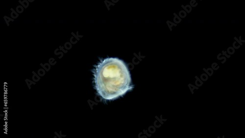 Trochophore larva under a microscope, possibly Ectoprocta. Specimen found in White Sea photo