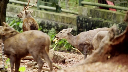 Herd Of Bawean Deers Consuming Food And Standing In The Zoo. wide photo