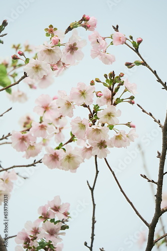 秋に満開の花を咲かせるアーコレードの桜