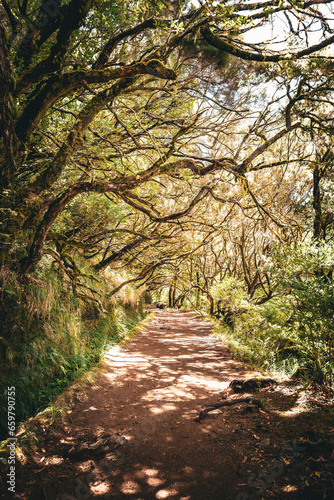 View of branches overhanging an overgrown Levada, a typical water channel, and the associated hiking trail, Levada das 25 Fontes, Madeira, Portugal © schusterbauer.com