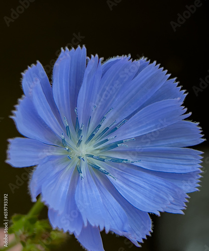 Chicory flowers on a dark background. Macro. Chicory isolated.