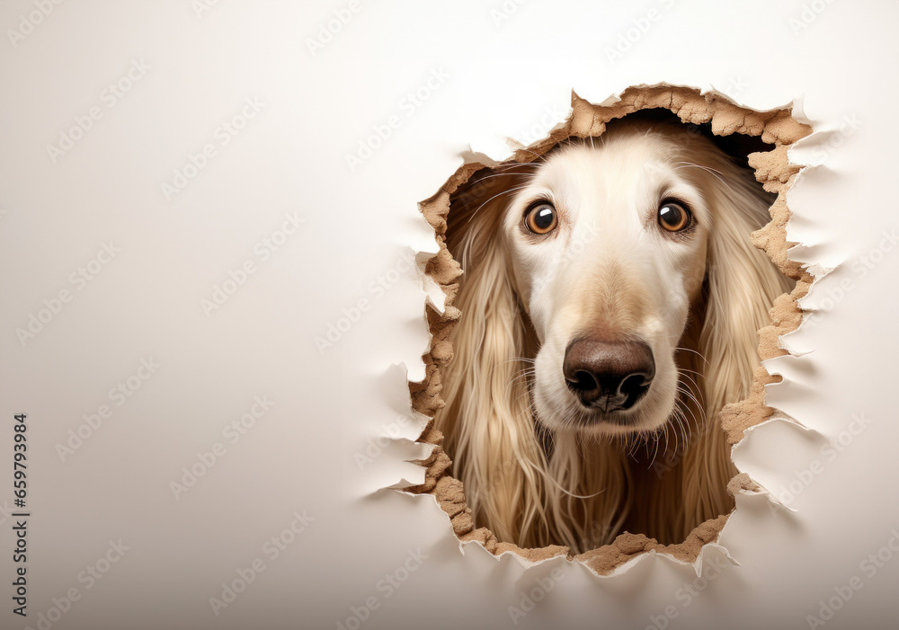 Cute Afghan Hound dog peeking out of a hole in wall torn hole empty ...