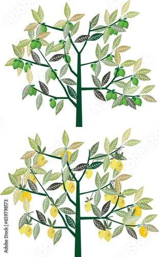 Yellow and green lemon tree with colorful leaves and many branches in vector and white background