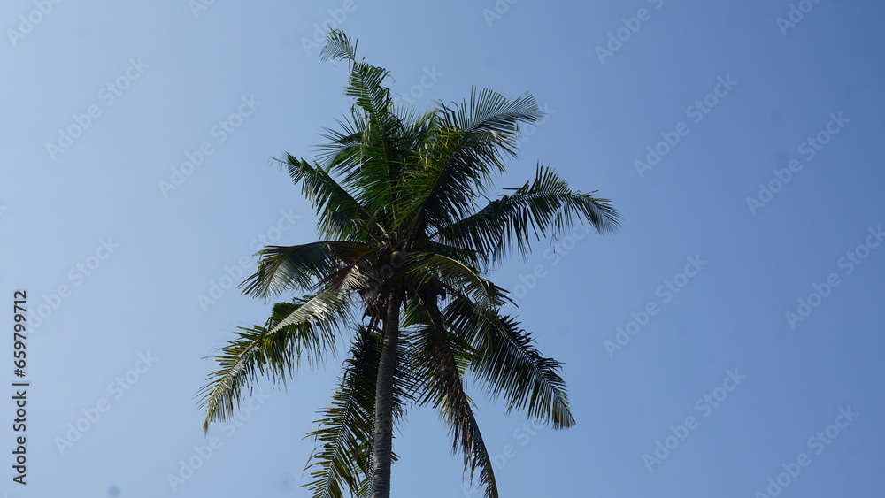 Coconut tree with blue sky in the background, Indonesia.