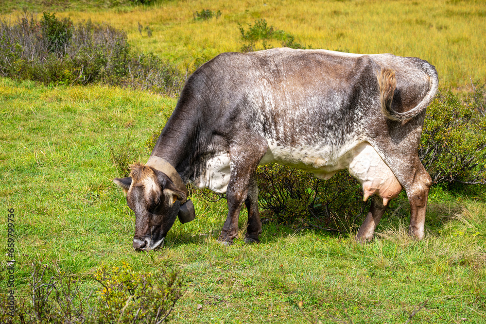 Domestic milking cows are grazing around the village of Morasco, little Walser village in Northern Italy (Piedmont Region), near the border with Switzerland. Domestic milking cows are grazing around the village of Morasco, little Walser village in Northern Italy (Piedmont Region), near the border with Switzerland.