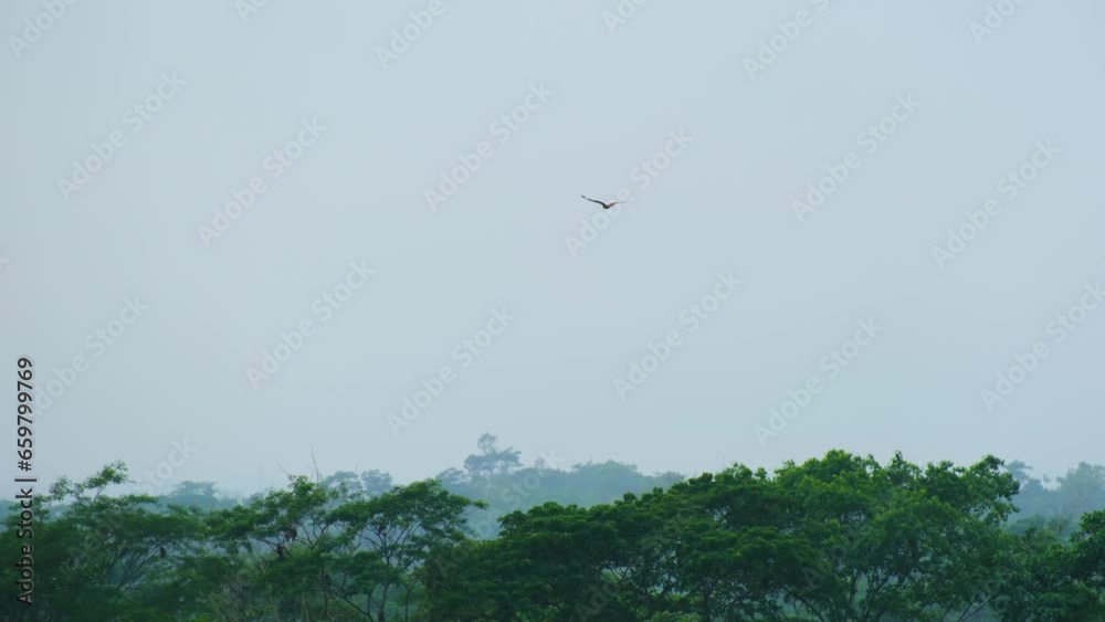 Wild Eagles Soaring High On The Sky Over Misty Rainforest. Slow Motion Wild Eagles Soaring High On The Sky Over Misty Rainforest. Slow Motion