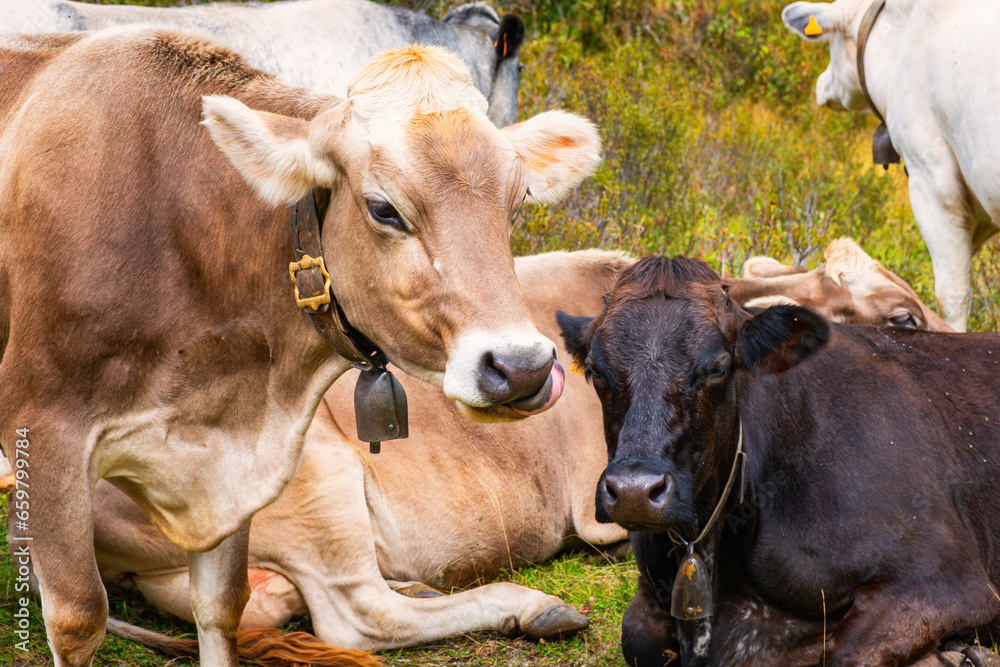 Domestic milking cows are grazing around the village of Morasco, little Walser village in Northern Italy (Piedmont Region), near the border with Switzerland. Domestic milking cows are grazing around the village of Morasco, little Walser village in Northern Italy (Piedmont Region), near the border with Switzerland.
