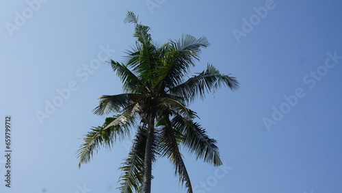 Coconut tree with blue sky in the background  Indonesia.