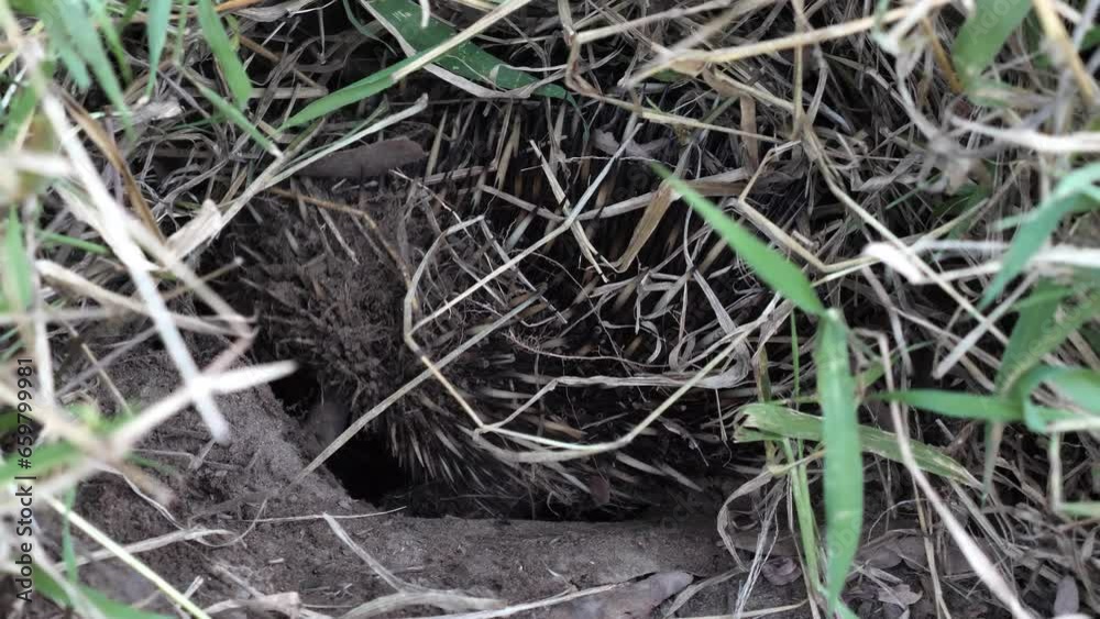 Wild native Australian Echidna digging a burrow in outback country. Natural animal behaviour Wild native Australian Echidna digging a burrow in outback country. Natural animal behaviour