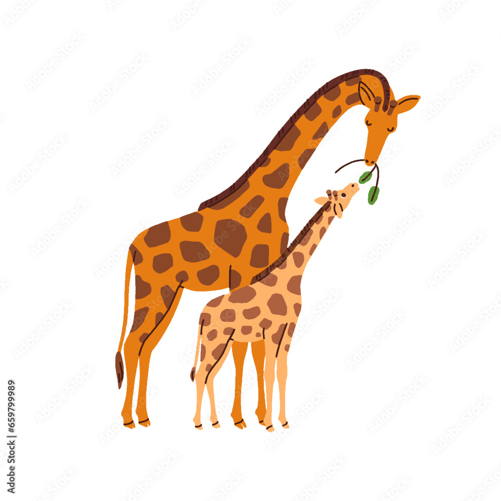 Fototapeta premium Giraffe family. Mother animal feeding cute funny little cub, kid. Wild jungle mom and child eating together. Adorable mommy and sweet baby. Flat vector illustration isolated on white background