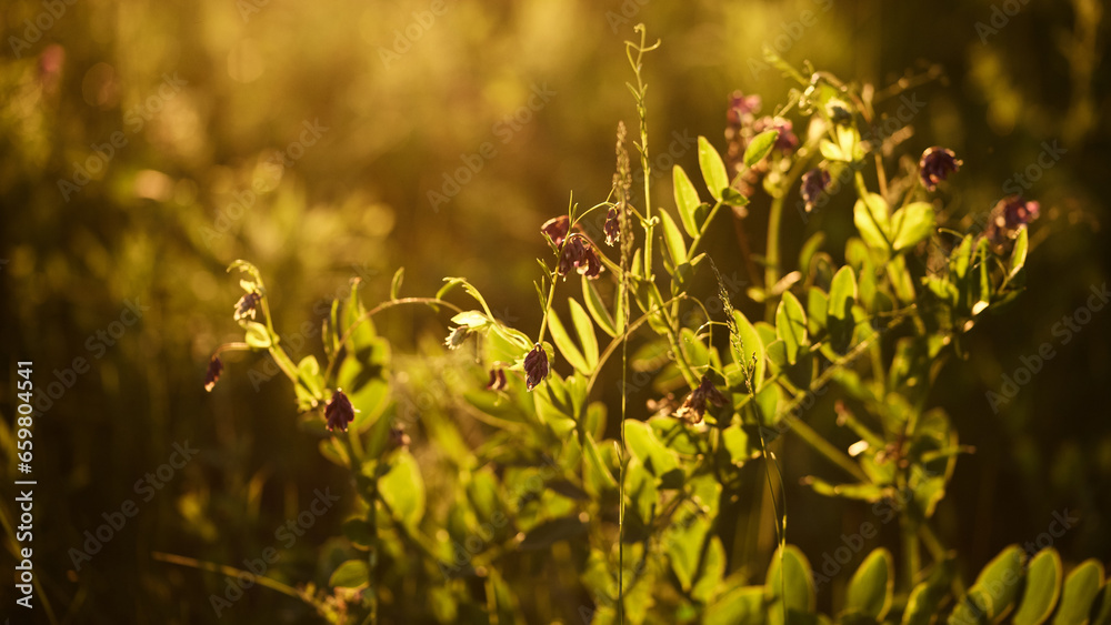 colorful wild flowers in the rays of the setting sun. colorful wild flowers in the rays of the setting sun.