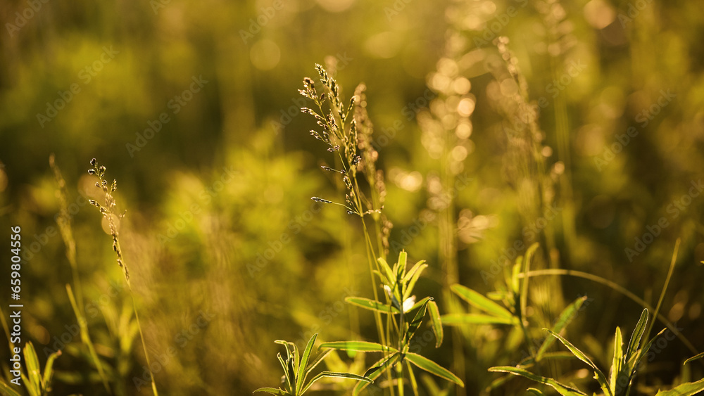 wild herbs close-up. nature background wild herbs close-up. nature background
