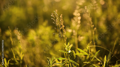 wild herbs close-up. nature background © Marina Shvetsova