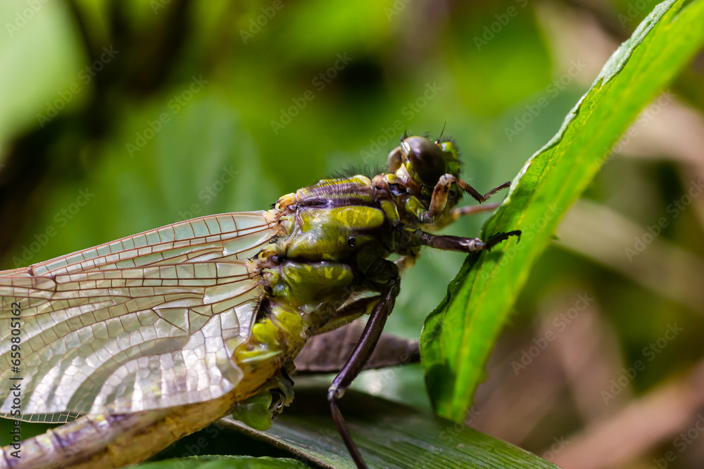 Larval dragonfly grey shell. Nymphal exuvia of Gomphus vulgatissimus. White filaments hanging out of exuvia are linings of tracheae. Exuviae, dried outer casing on blade of grass Larval dragonfly grey shell. Nymphal exuvia of Gomphus vulgatissimus. White filaments hanging out of exuvia are linings of tracheae. Exuviae, dried outer casing on blade of grass