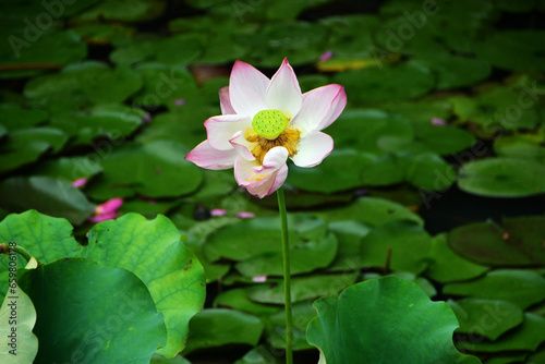 Photo of lotus flowers in pond