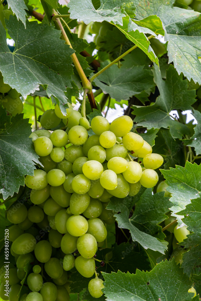 Juicy and tasty big bunches of ripe grapes on plantation bushes Juicy and tasty big bunches of ripe grapes on plantation bushes