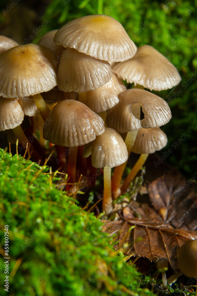 Clustered Bonnet Mycena inclinata growing on a mossy stump Clustered Bonnet Mycena inclinata growing on a mossy stump
