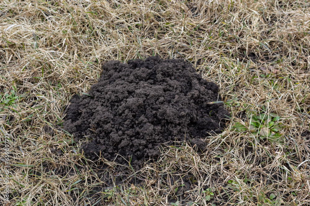 Molehills. Mole mounds. Mole hills. A meadow damaged by a group of ...